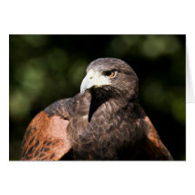 Harris Hawk Greeting Cards