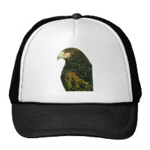 Harris Hawk Hat