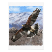Harris Hawk- pastel Post Card