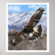 Harris Hawk- pastel Poster