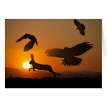 Harris Hawks cards
