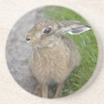 Harry Hare Coaster