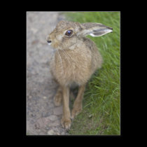 Harry Hare Postcard