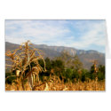 Harvest Time cards
