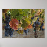Harvest Time posters