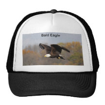 Hat/ Bald Eagle with fish