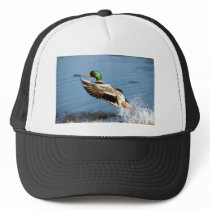 Hat / Mallard Duck
