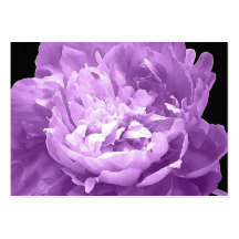 Hatched Purple Peony Business Card