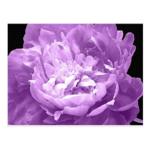 Hatched Purple Peony Post Card