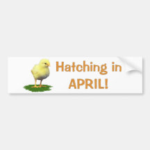 Hatching in April! Maternity/Pregnant Due In April Bumper Sticker