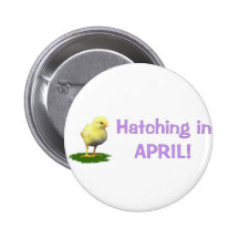 Hatching in April! Maternity/Pregnant Due In April Pinback Button