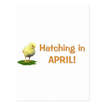 Hatching in April! Maternity/Pregnant Due In April Postcard