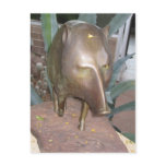 Havalina Statue Postcard