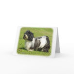 Havanese 8W098D-14 cards