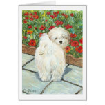 Havanese Dog and Poppies Art Print Cards