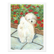Havanese Dog and Poppies Art Print Custom Invite