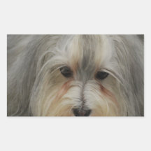 Havanese Dog Breed Sticker