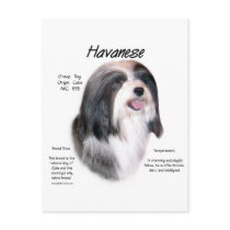 Havanese History Design