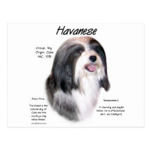 Havanese History Design Postcard