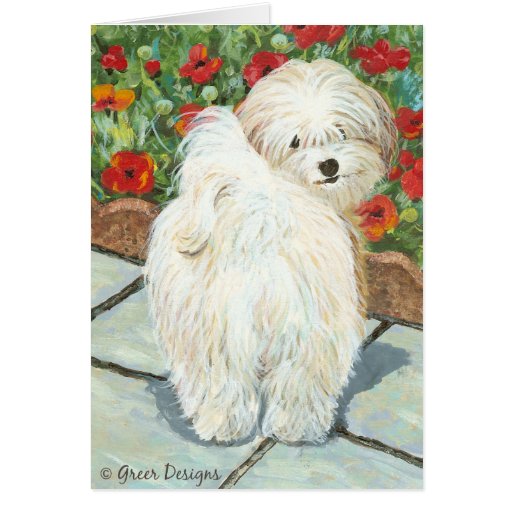 Havanese n Poppies Art Print Gifts & Cards