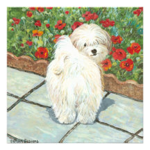 Havanese n Poppies Art Print Gifts & Cards Invitations