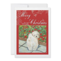 Havanese n Poppies Christmas Gifts and Cards