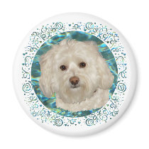 Havanese on Turquoise Water