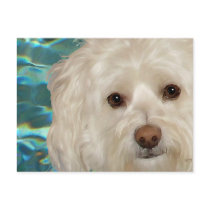 Havanese on Turquoise Water