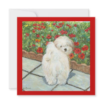 Havanese Poppies Invitation Card Art Print