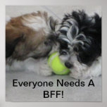 Havanese puppies - Friendship - BFF Print