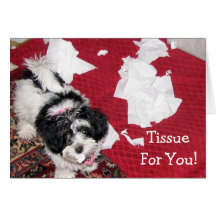 Havanese puppy - Get Well Card - Tissue For You!