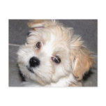 Havanese Puppy postcards