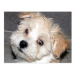 Havanese Puppy Postcards