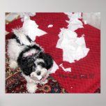 Havanese Puppy Poster