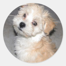 Havanese Puppy Sticker