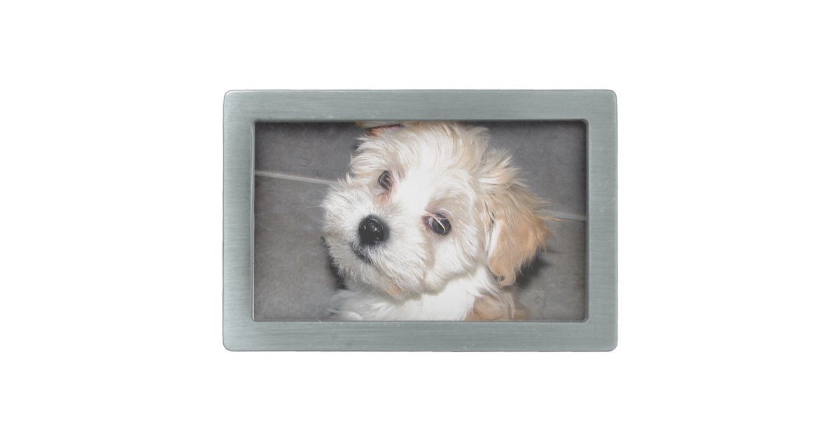 havanese rescue colorado havanese rescue puppy white belt buckles zazzle havanese rescue colorado havanese rescue puppy white belt buckles zazzle