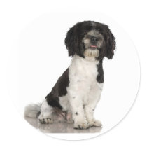 Havanese Stickers