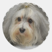 Havanese Stickers