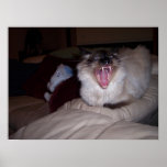 Have you had your kitty's teeth cleaned lately? poster