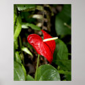 Hawaii botanicals 20 posters
