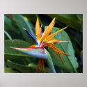 Hawaii botanicals 28 posters