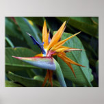 Hawaii botanicals 28 posters