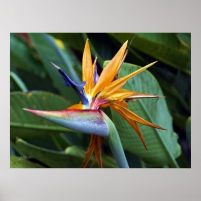 Hawaii botanicals 28 print by StephenBoyle