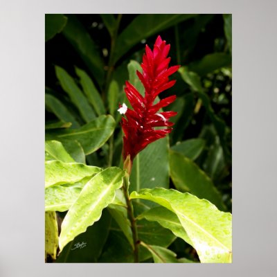 Hawaii botanicals 3 print by StephenBoyle