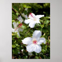 Hawaii botanicals 7 posters