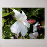 Hawaii botanicals 8b posters