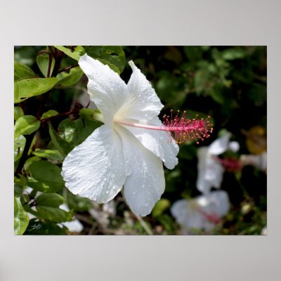 Hawaii botanicals 8b print by StephenBoyle