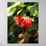 Hawaii botanicals 9b posters