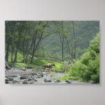 Hawaii Forest posters