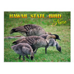 Hawaii State Bird - Nene or Hawaiian Goose Postcard